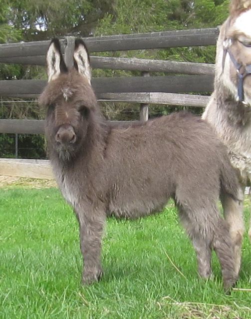 Micro_jack_foal_NLP_for_sale_photo_Victoria_Poplargrove_Stud