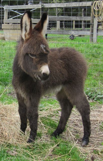 Poplar_Grove_Chocolate_TTruffles_Mediterranean_Miniature_donkey_jack_foalprofile__for_sale_photo