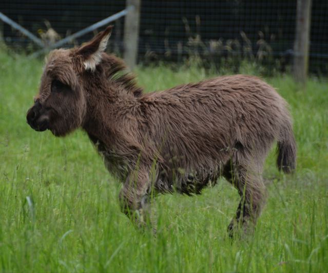 Poplargrove_A_Lil_Star_Is_Born_micro_mediterranean_wooly_jack_foal_for_sale_picture