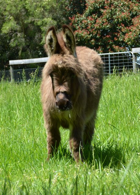 Poplargrove_Tiny_Tim_Med_Mini_micro_jack_NLP_foal_for_sale_poplargrove_stud_photo_front