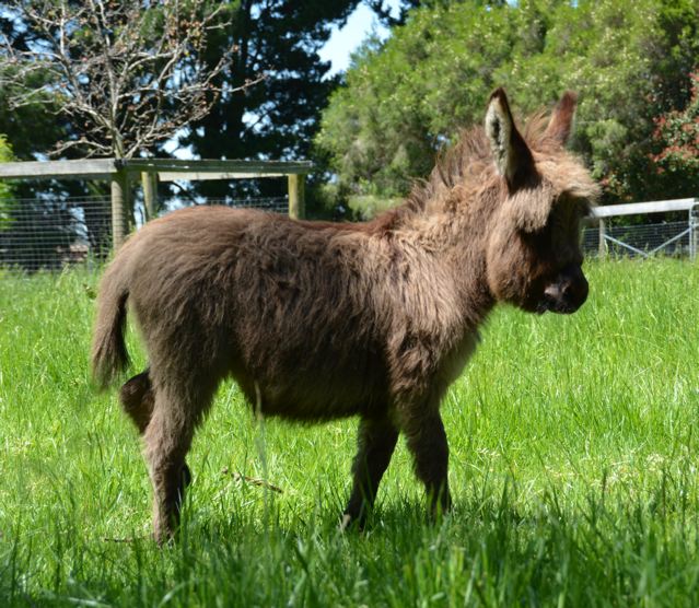 Poplargrove_Tiny_Tim_Med_Mini_micro_jack_NLP_foal_for_sale_poplargrove_stud_photo_profile