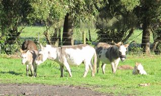 Spotted_miniature_donkey_herd_with_foals_and_jennies_at_Poplargrove_Stud_Victoria_Australia