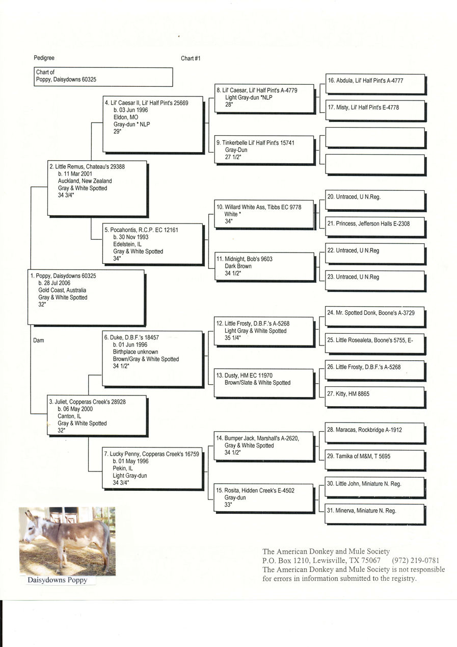Daisydowns_Poppy_pedigree