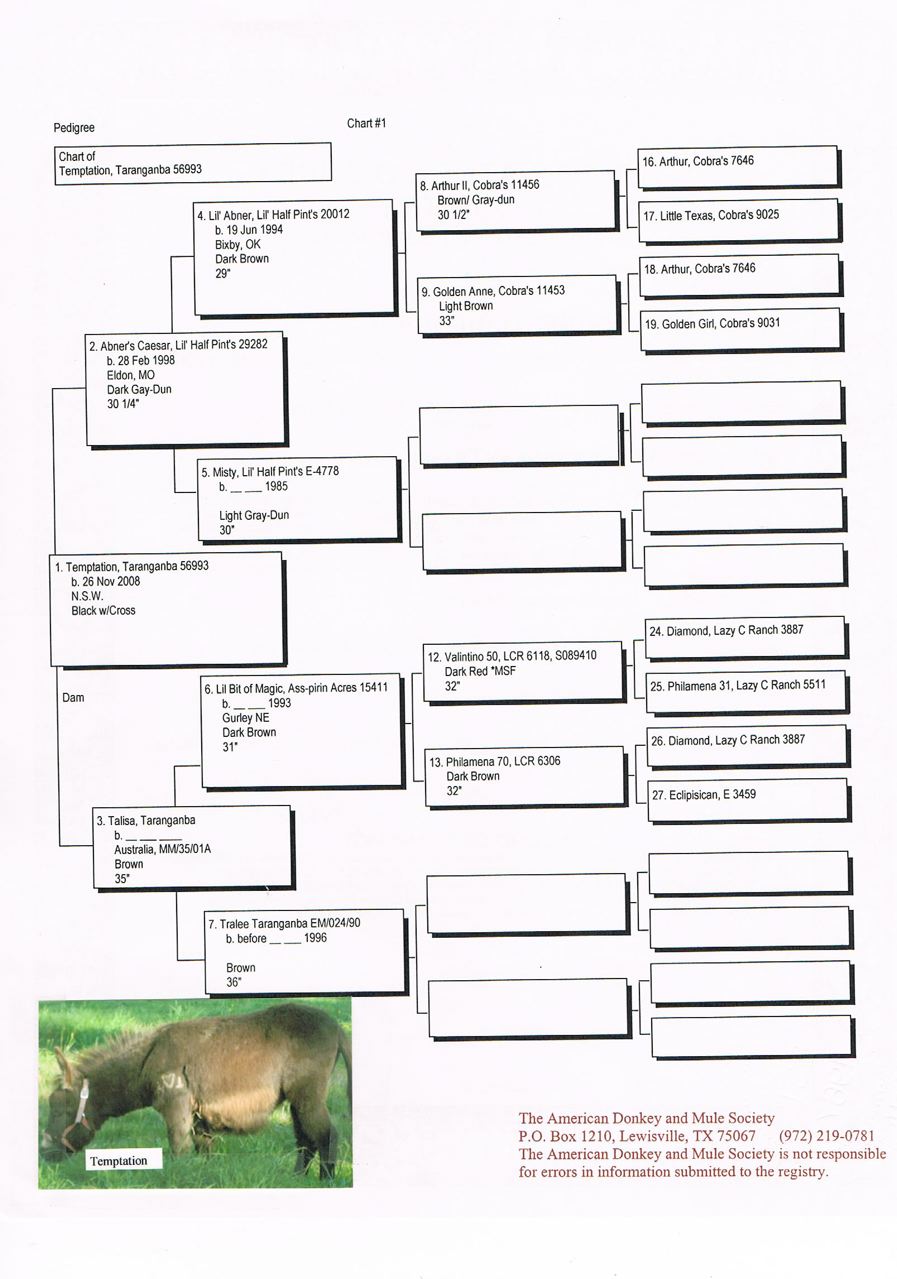 Taranganba_Temptation_Pedigree