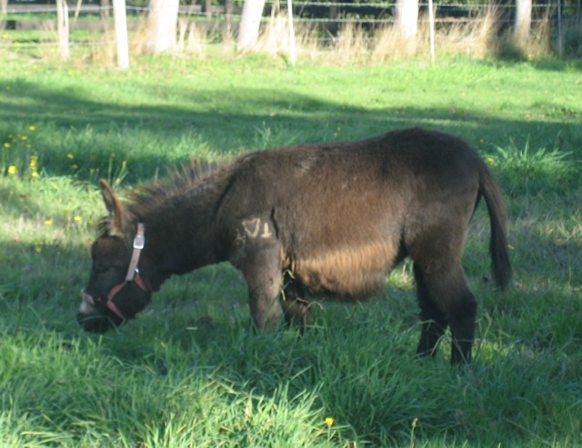 taranganba temptation